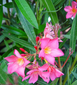 oleander