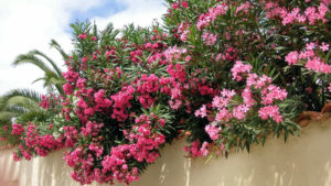 oleander oleandry