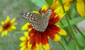 Dostojka malinowiec, perłowiec malinowiec (Argynnis paphia) gatunek motyla dziennego