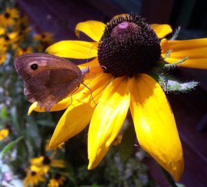 Strzępotek ruczajnik (Coenonympha pamphilus)