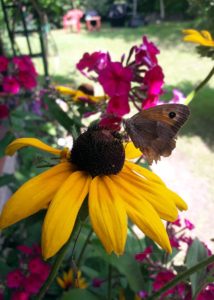 Strzępotek ruczajnik (Coenonympha pamphilus)